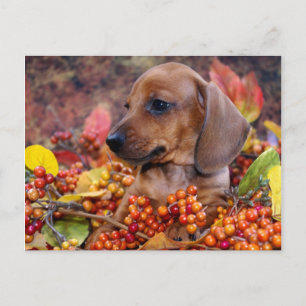 Autumn Dachshund Puppy Postcard