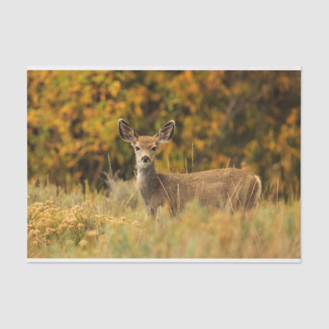 Autumn Deer Fawn Tissue Paper (Front)