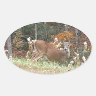 Autumn Deer in Lake Arrowhead GA Oval Sticker