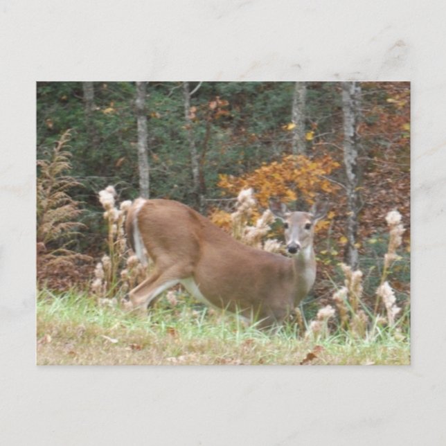 Autumn Deer in Lake Arrowhead GA Postcard (Front)