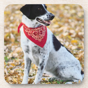 Autumn Dog Coaster