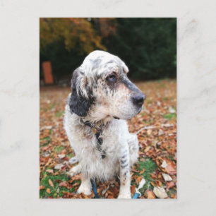 Autumn Dog Postcard