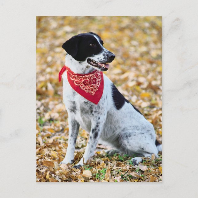 Autumn Dog Postcard (Front)