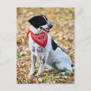 Autumn Dog Postcard