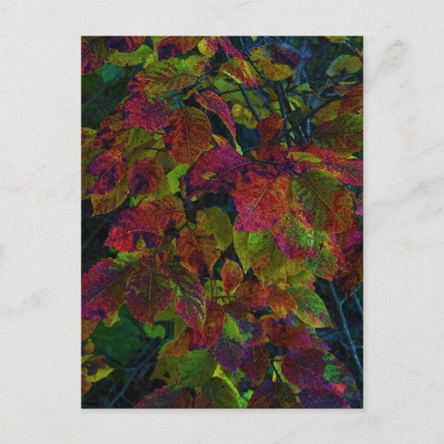 Autumn Dreams Postcard (Front)