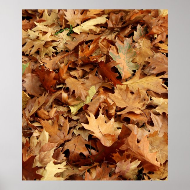 autumn, dry leaves poster (Front)
