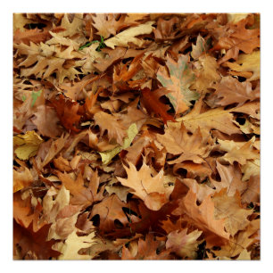 autumn, dry leaves poster