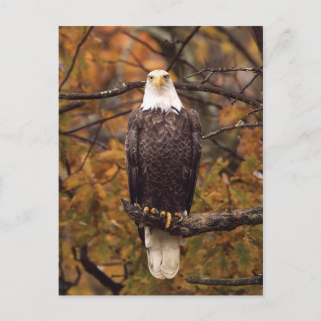 Autumn Eagle Photo Postcard (Front)