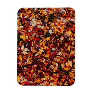 Autumn Fall Color Foliage Leaves Photo Magnet