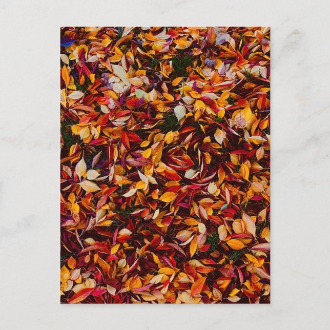 Autumn Fall Color Foliage Leaves  Postcard (Front)