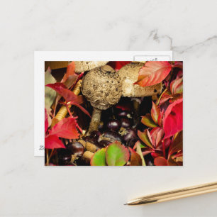 Autumn Fall leaves, chestnuts mushrooms photo Postcard