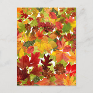 Autumn Fall Leaves Postcard