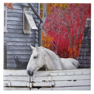 Autumn Farm With White Horse Tile