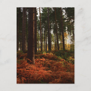 Autumn Ferns Postcard