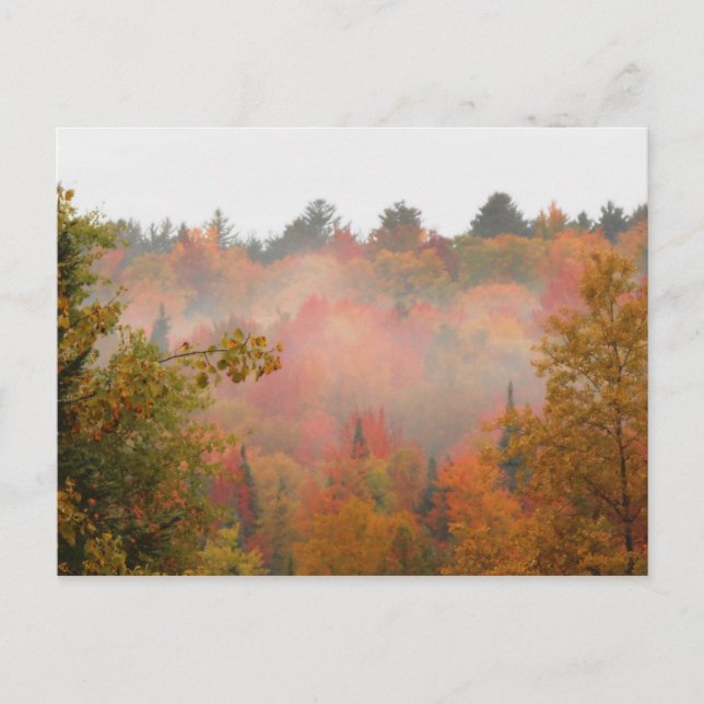 Autumn Field Adirondacks Trees Scene Landscape Postcard (Front)