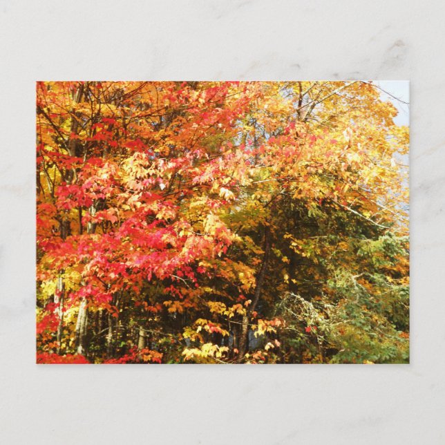 Autumn Field Adirondacks Trees Scene Landscape Postcard (Front)