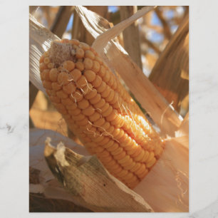 Autumn Field Corn on Stalk
