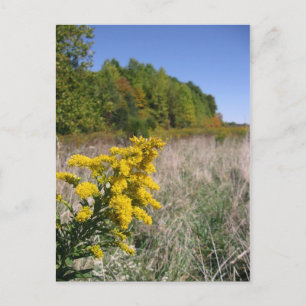 Autumn Field Postcard