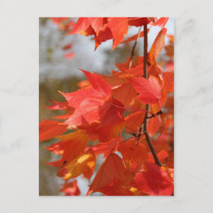 Autumn Fire Postcard