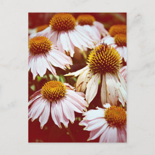 Autumn Flowers Postcard