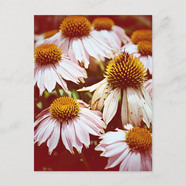 Autumn Flowers Postcard (Front)