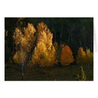 Autumn Foliage