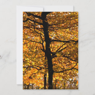 Autumn foliage