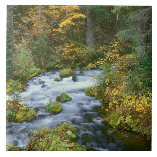 Autumn foliage & Douglas Fir Border Roaring River Tile (Front)