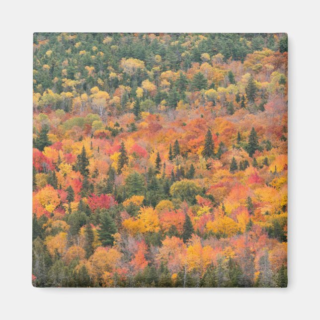 Autumn Foliage | Keweenaw Peninsula, Michigan Magnet (Front)