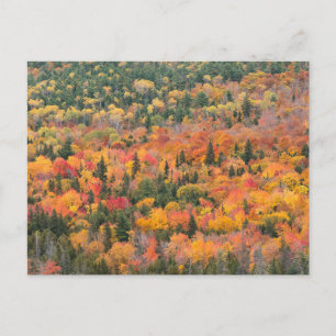 Autumn Foliage Keweenaw Peninsula, Michigan Postcard