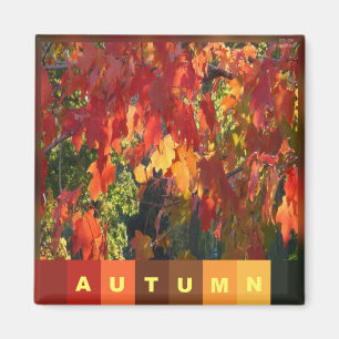 Autumn Foliage Magnet