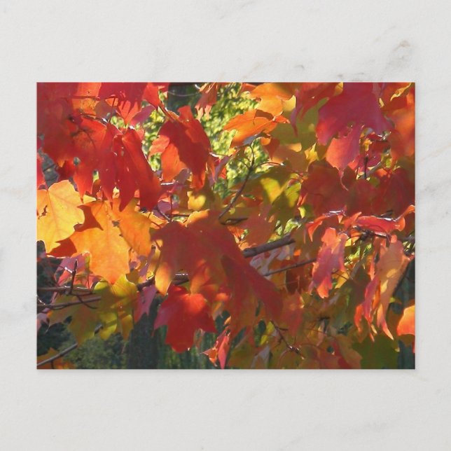 Autumn Foliage Postcard (Front)