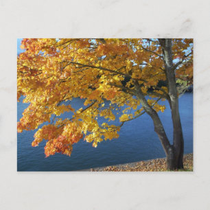 Autumn foliage scene postcard