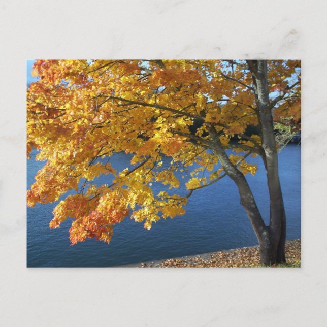 Autumn foliage scene postcard (Front)
