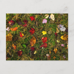 Autumn forest floor postcard