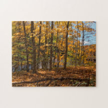 Autumn Forest