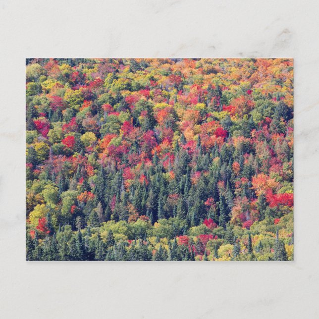 Autumn Forest Landscape Postcard (Front)