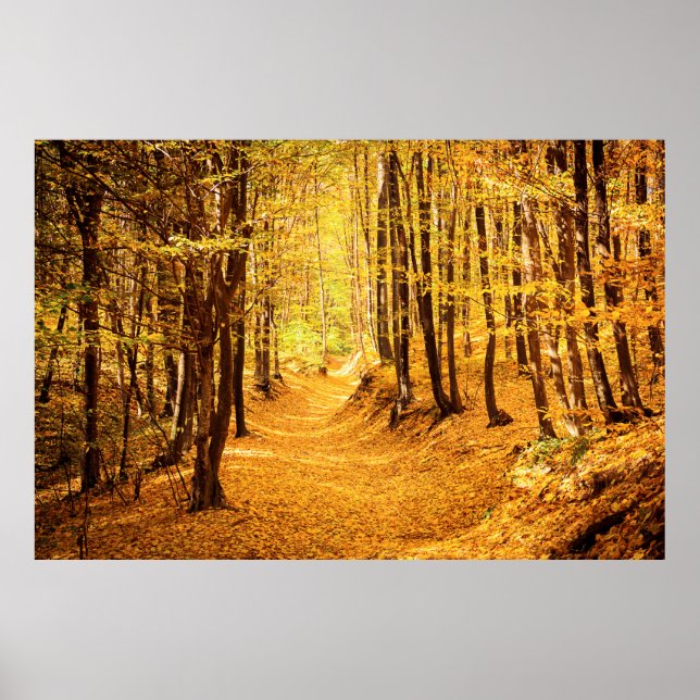 Autumn forest landscape poster (Front)