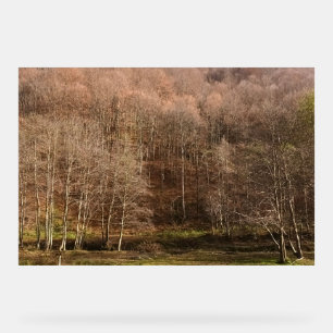Autumn Forest Landscape - Wild Nature Romania Acrylic Sign