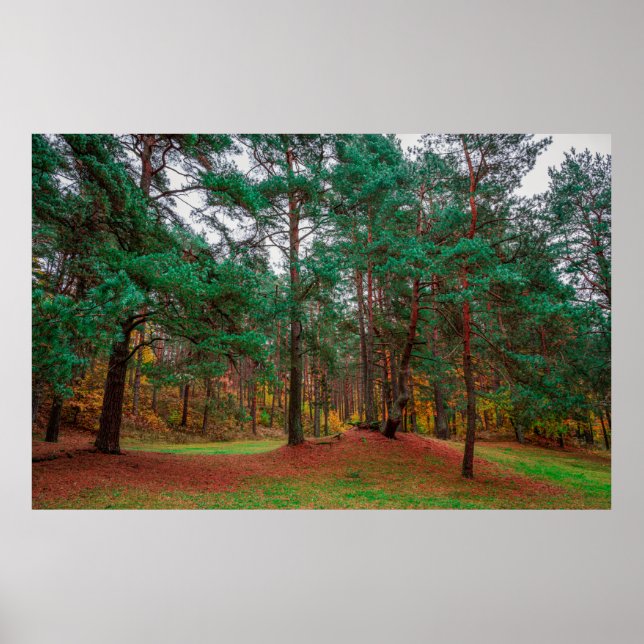 Autumn forest poster (Front)