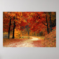 Autumn Forest