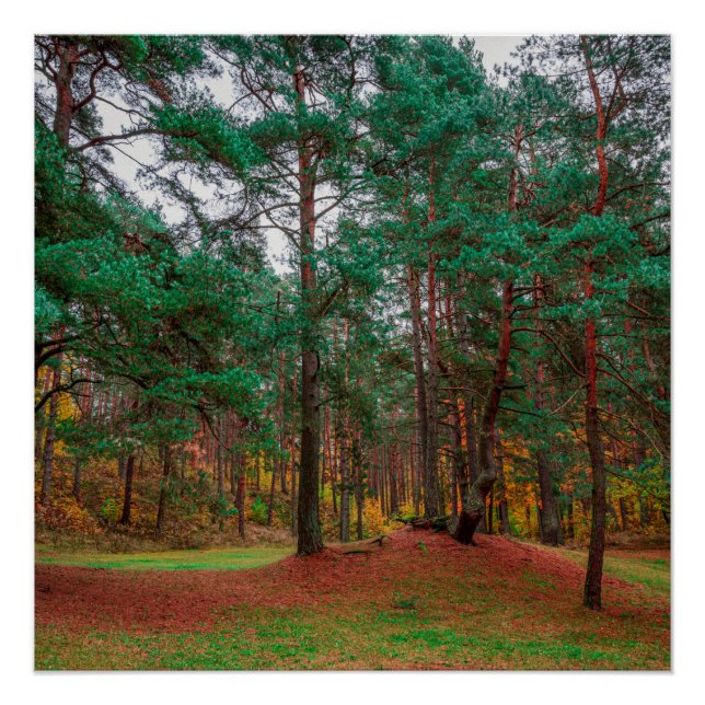 Autumn forest poster (Front)