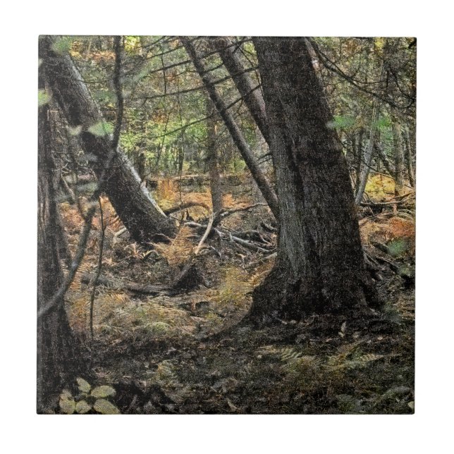 Autumn forest scene             tile (Front)