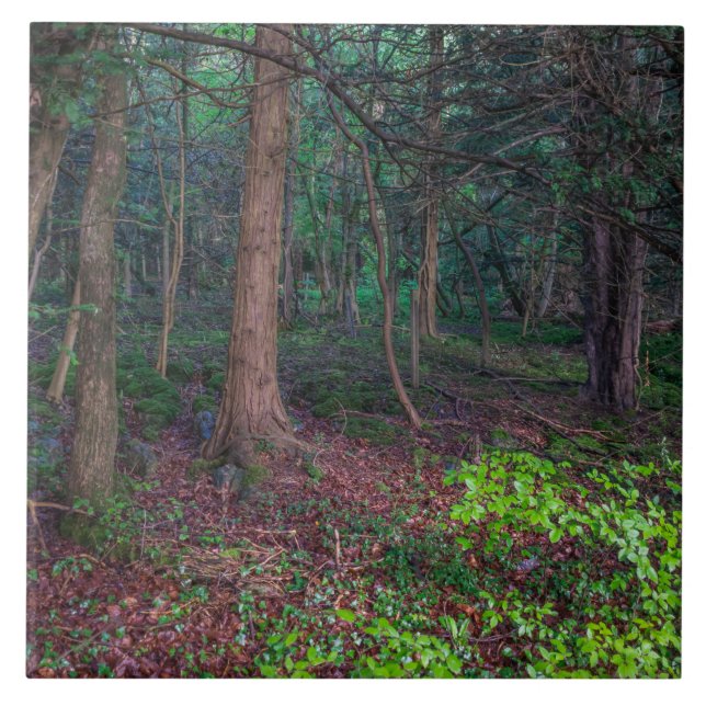 Autumn forest view ceramic tile (Front)