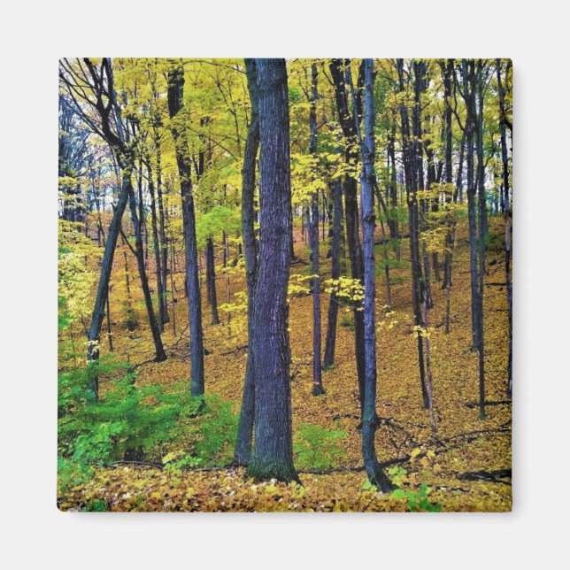 Autumn Forest, West Bend, Wisconsin Magnet (Front)