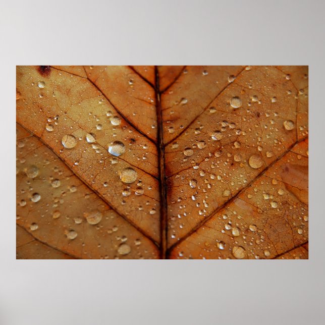 Autumn Framed Print (Front)