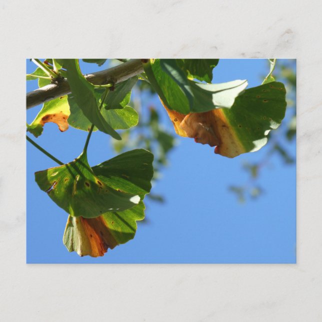Autumn Ginkgo Biloba Leaves DIY Postcard (Front)
