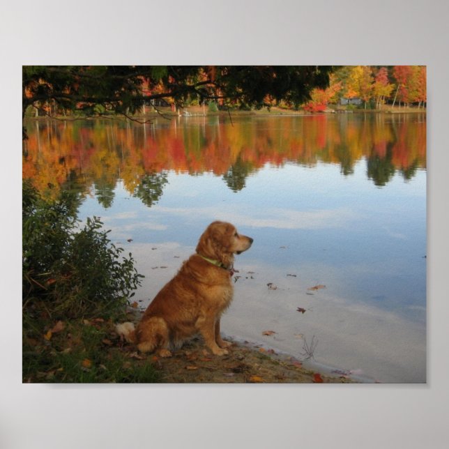 Autumn Gold Nature with Golden Retriever Dog Poster (Front)