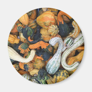 Autumn Gourds Magnet