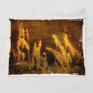 Autumn Grasses Postcard
